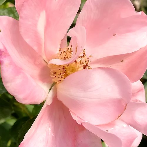 Rosa  Roseromantic® - róża bez zapachu - Róże pienne - z kwiatami bukietowymi - różowy  - W. Kordes’ Söhne® - korona krzaczasta - -